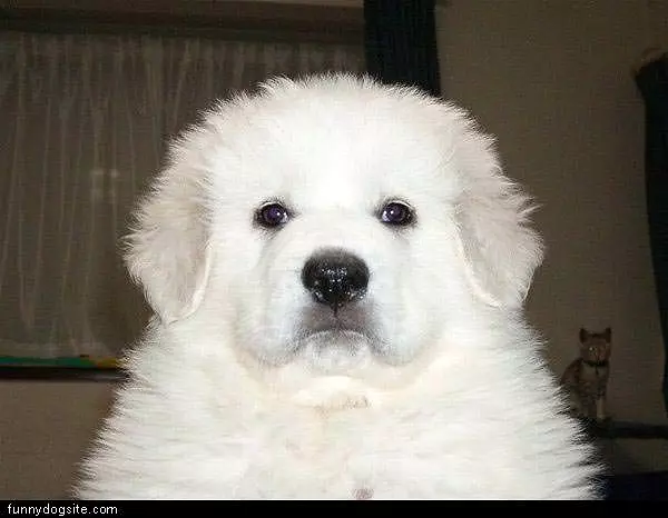 Fluffy Face