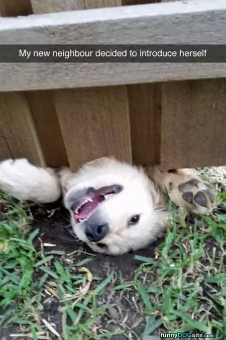 New Neighbor Introduced Himself