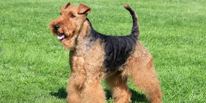 Welsh Terrier in a summer g...