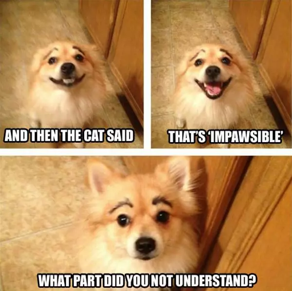 Dog Jokes