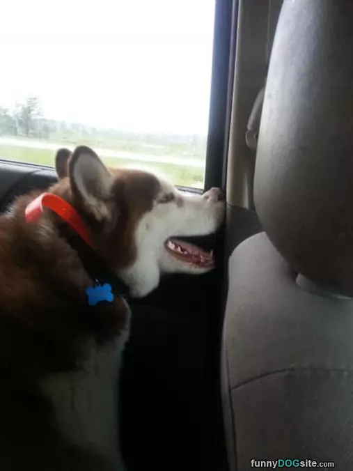 Fun Car Rides