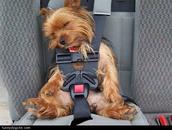 Strapped In