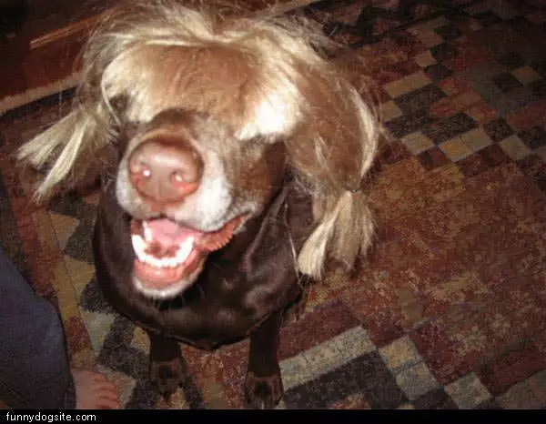 Dog Wig