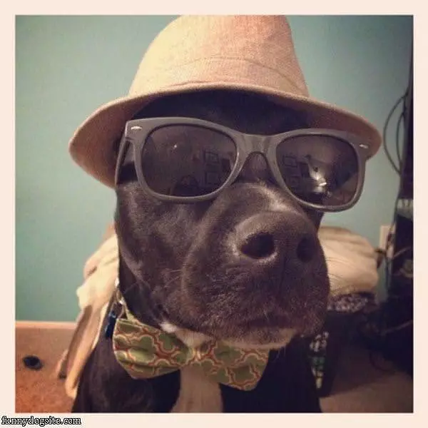 This Is A Cool Dog