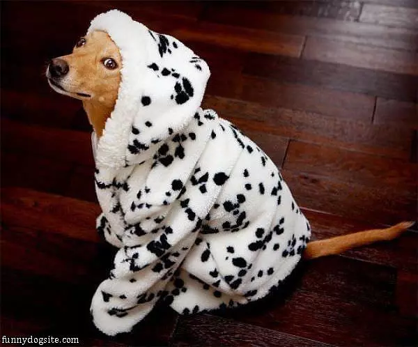 Dalmation Dog