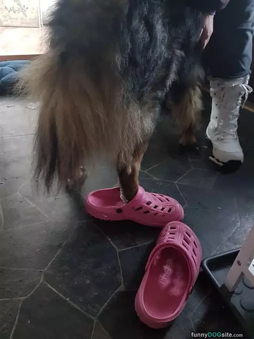 Trying On My Crocks