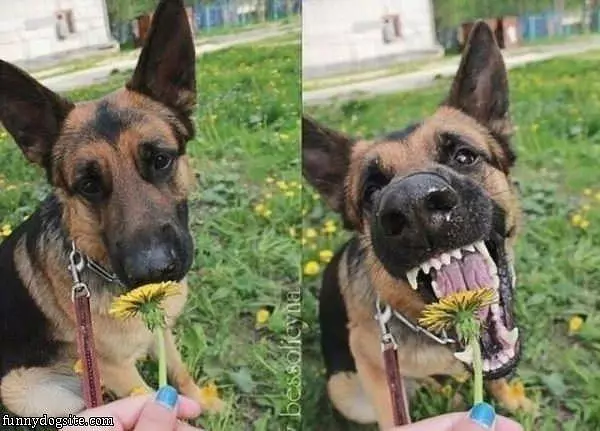 Ooohhh A Flower Nom Nom