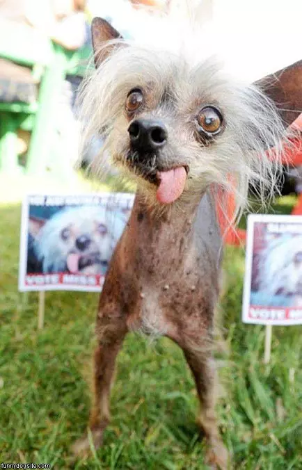 Crazy Face Dog