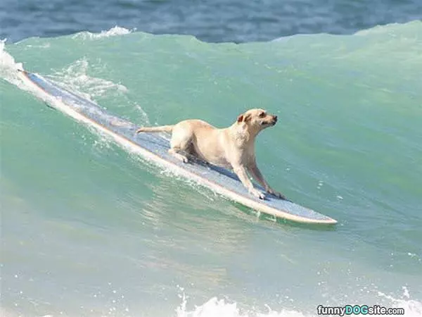Surfs Up