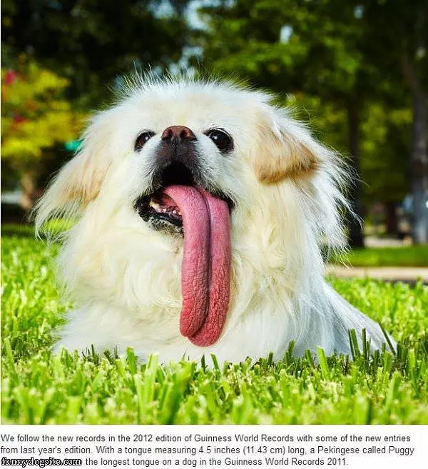 Long Tongue