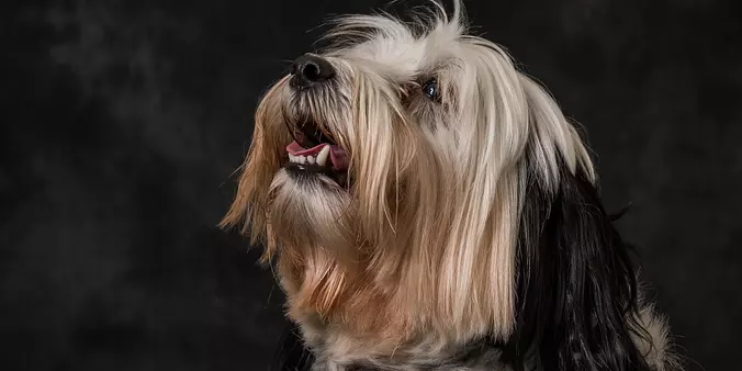 Tibetan Terrier closeup