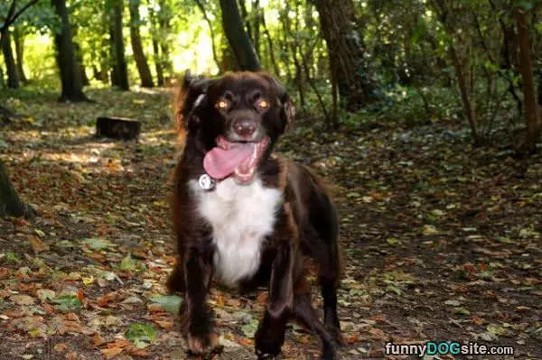 Long Flappy Tongue