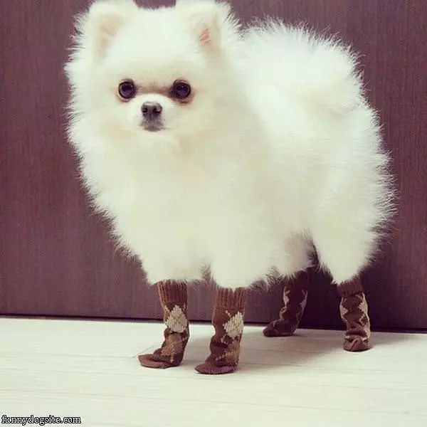 Fuzz Ball With Socks