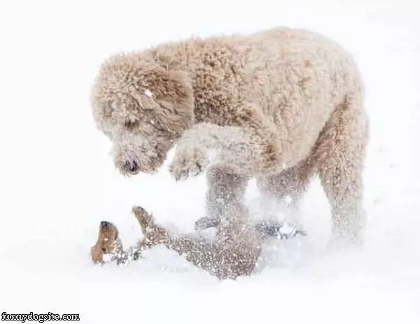 We Play In The Snow