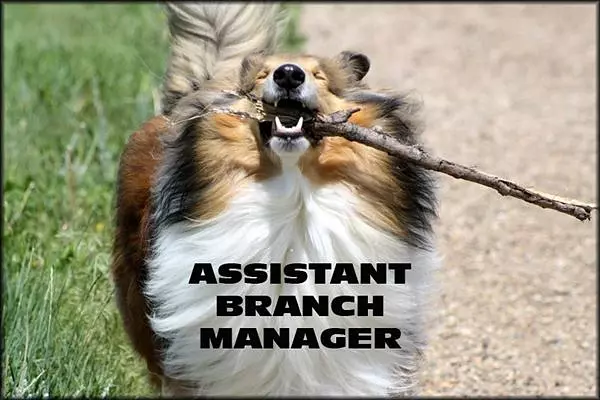 Assistant Branch Manager
