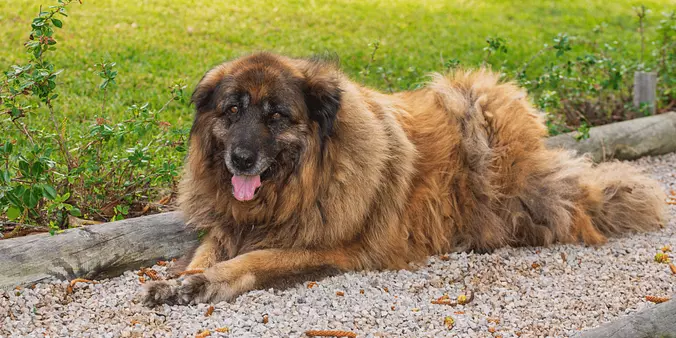 Estrela Mountain Dog