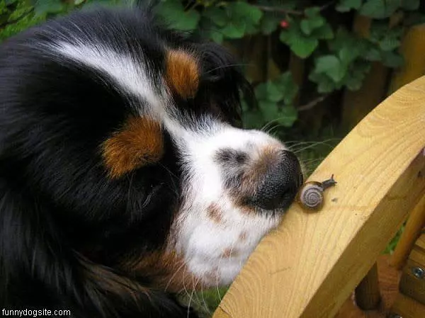 Snail