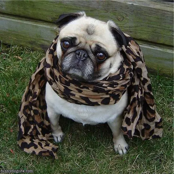 My New Scarf