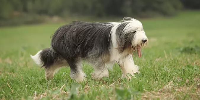 Bearded Collie walking