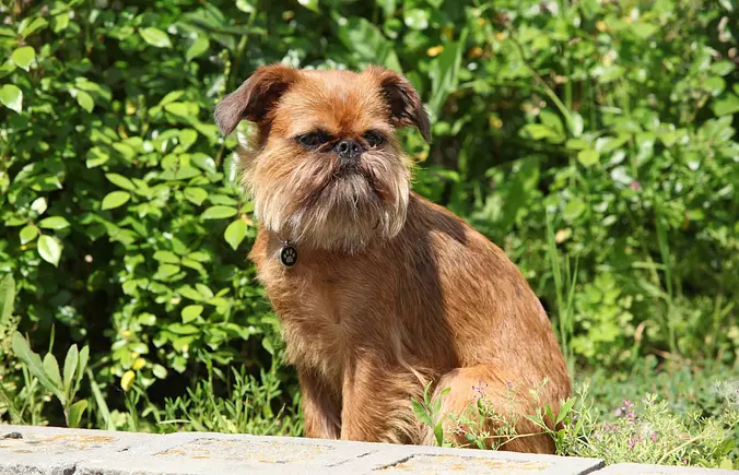 Brown Brussels Griffon