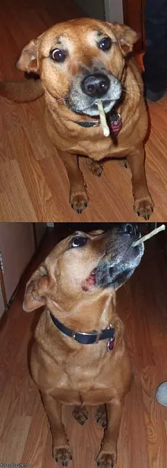 I Gots A Bone