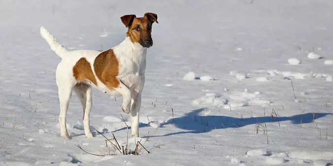 Smooth Fox Terrier