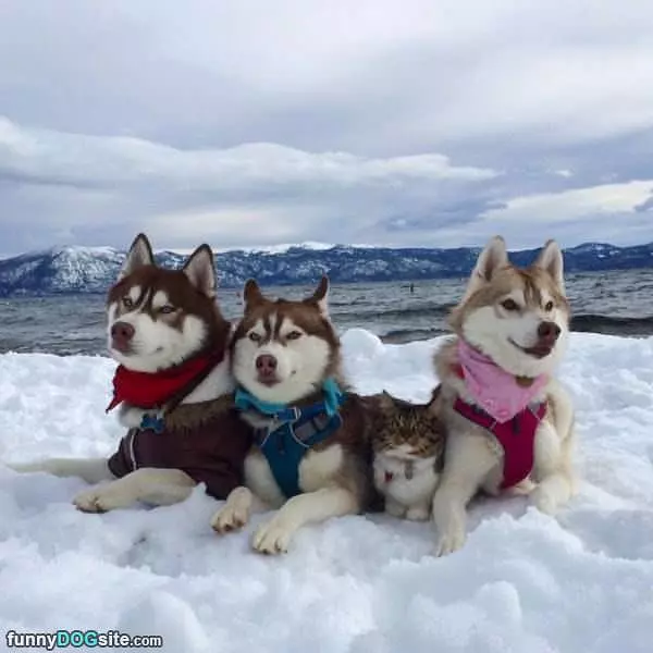 Woof Woof Meow Woof