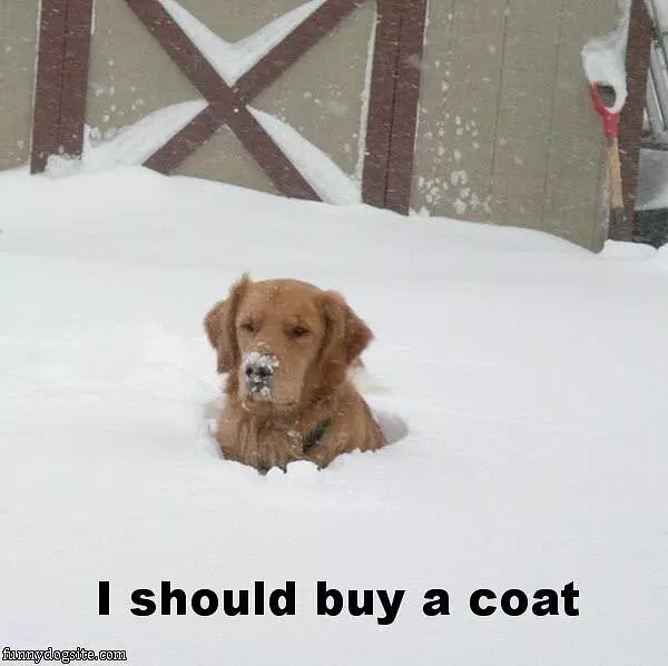 Hanging In The Snow