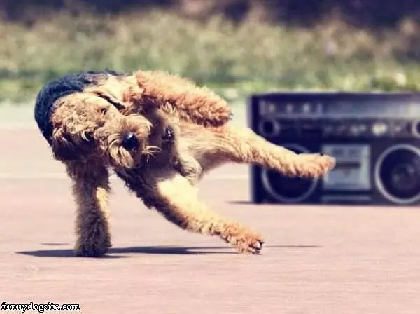 Breakdancing Dog