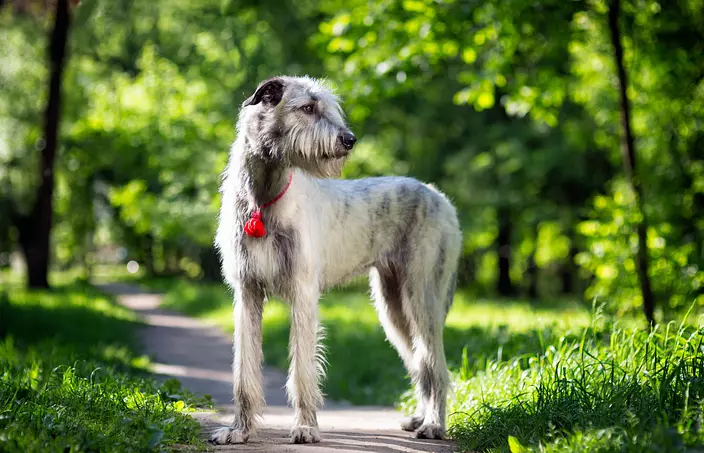 gray Irish Wolfhound