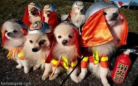 Fire Dogs