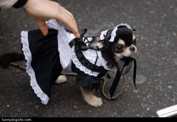Maid
