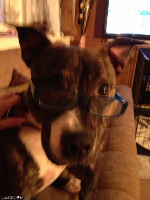 Louis Looking Intelligent
