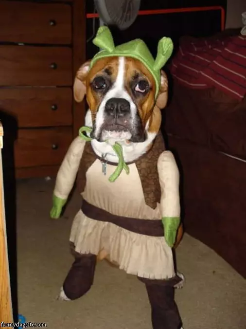 Pilgrim Dog