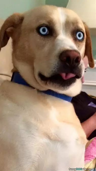Googly Eyes