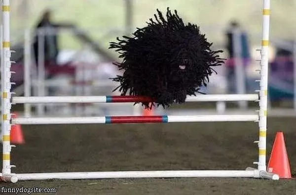 The Scruffy Dog