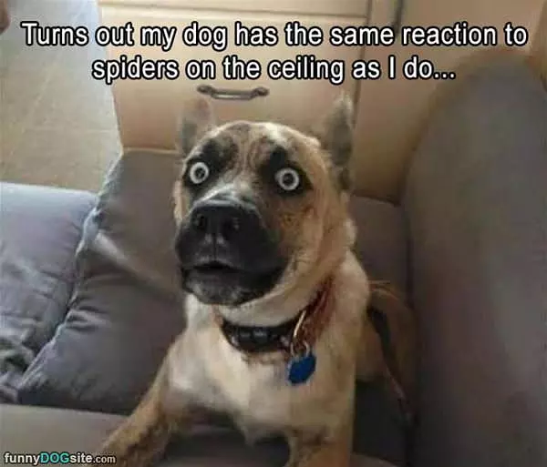 Same Reaction To Spiders As Me
