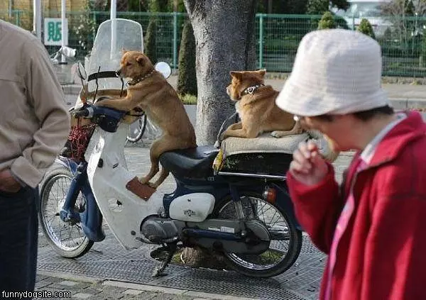 Go For A Ride