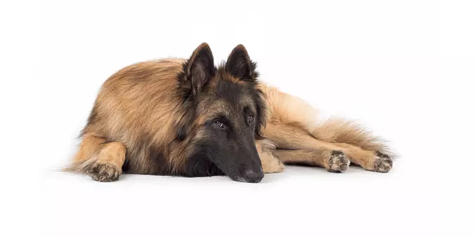Belgian Tervuren