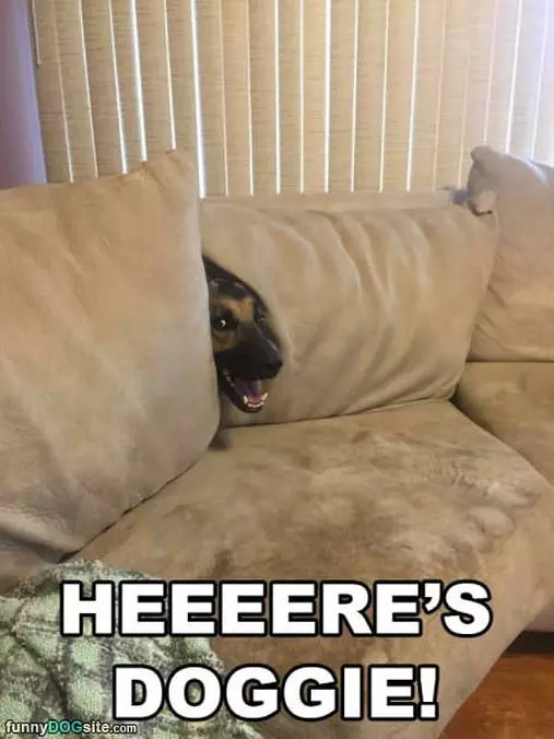 Heeeeres Doggie