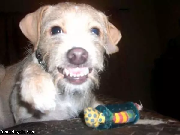 Big Smiles