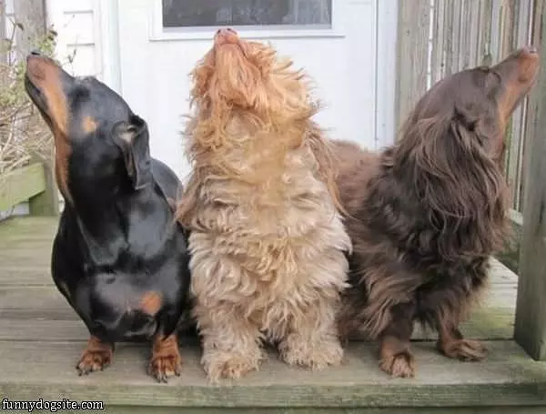 Howlers
