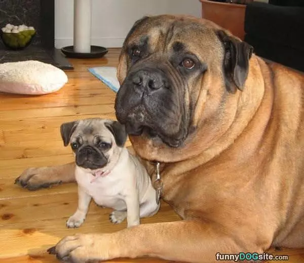 Me And Mini Me