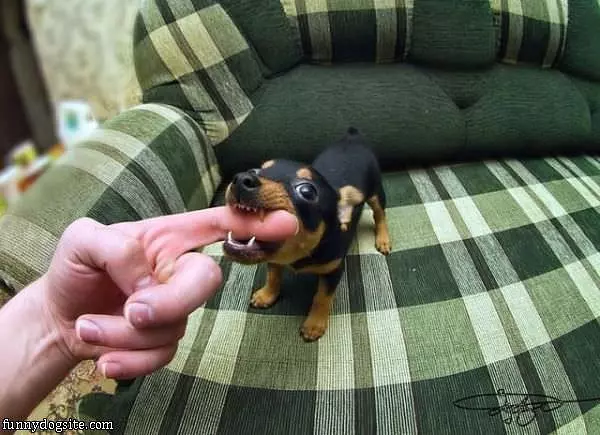 Nibbler Nom