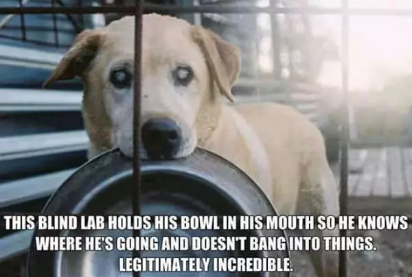 This Blind Lab