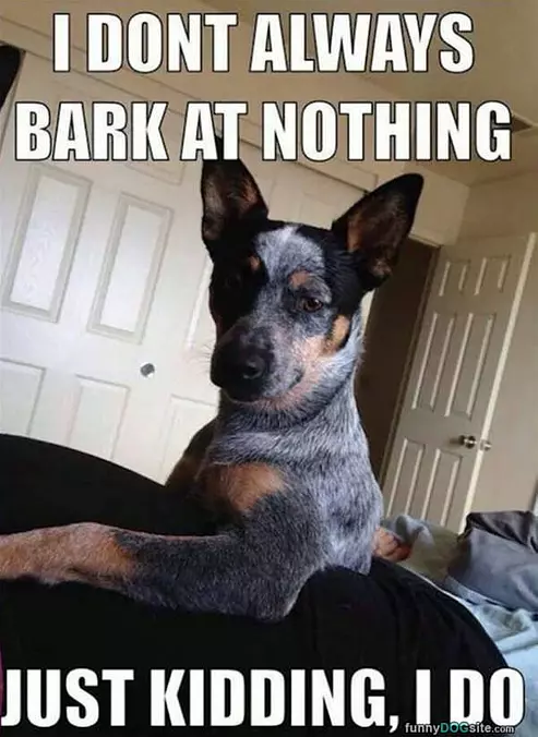 I Dont Alway Bark For No Reason