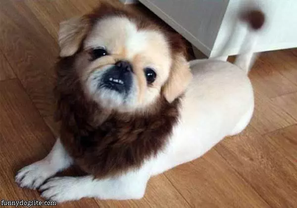 Nice Beard