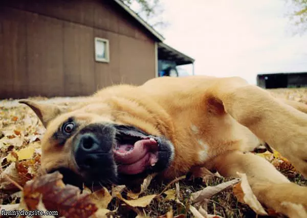 Sideways Nom Nom