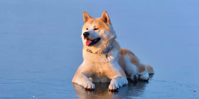 Akita on the beach