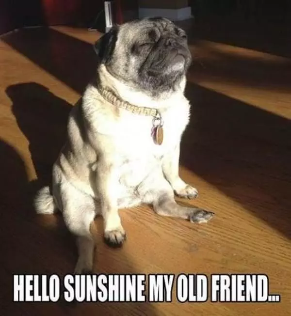 Hello Sunshine